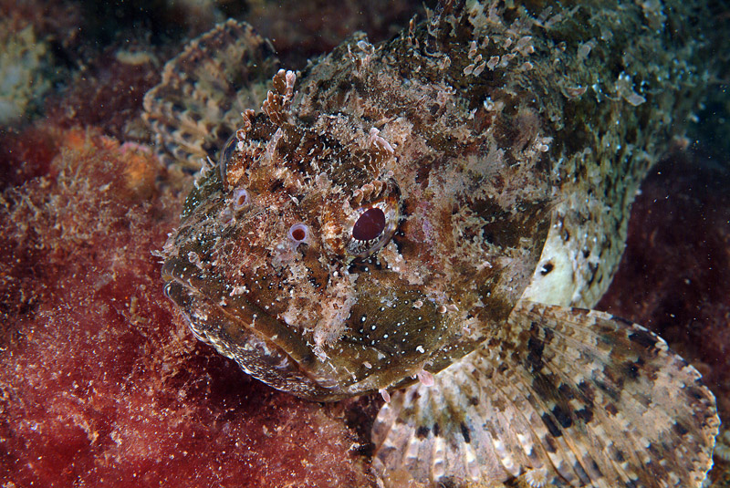 Scorpaena porcus a pancia piena